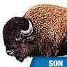 Grognement de bison